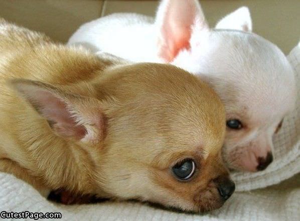 2 Cute Little Dogs