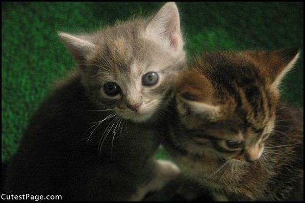2 Little Cute Kittens
