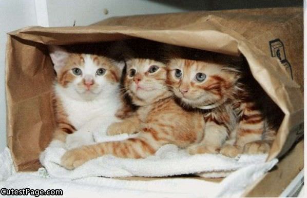 3 Cute Kittens