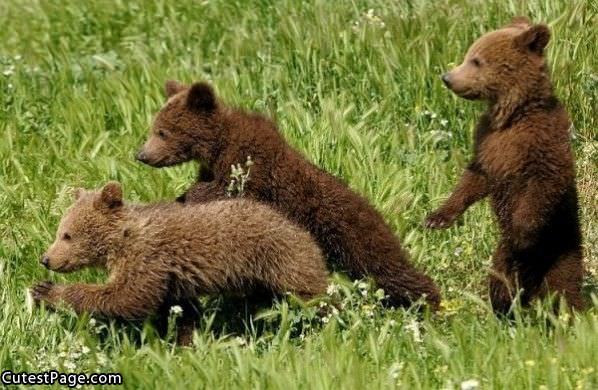 3 Cute Little Bears