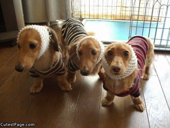 3 Cute Little Dogs