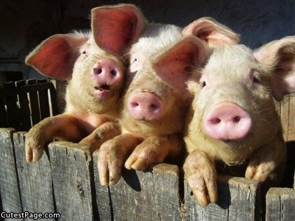 3 Cute Little Pigs