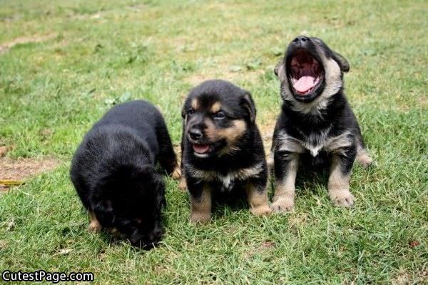 3 Cute Pupps