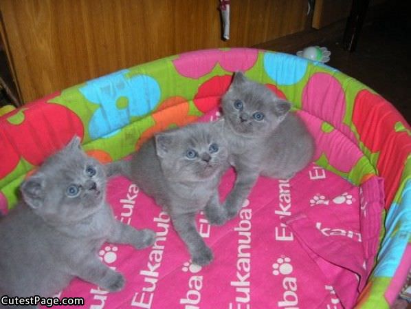 3 Grey Cute Kittens