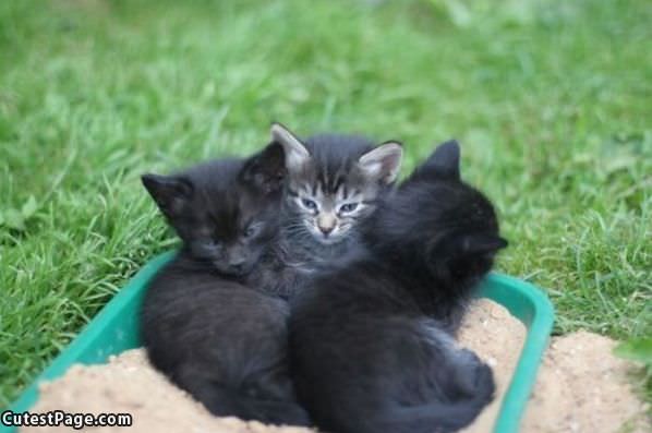 3 Kittens