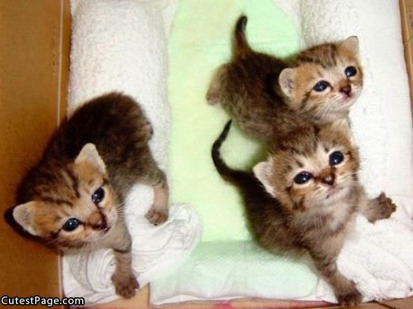 3 Little Cats