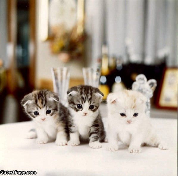 3 Little Cute Kittens