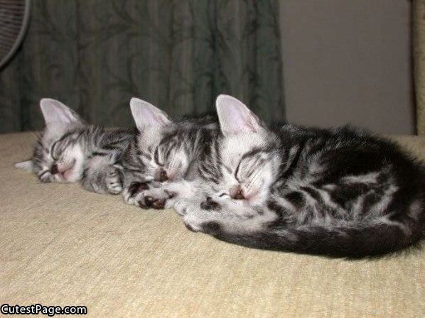 3 Little Sleeping Cats