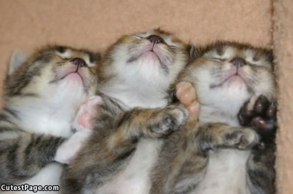 3 Sleeping Kittens