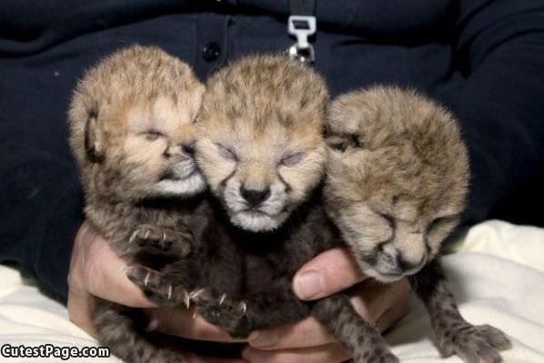 3 Tiny And Cute Cubs