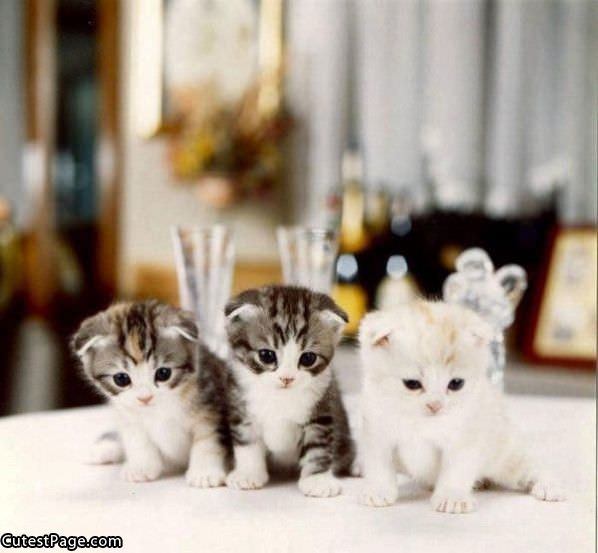 3 Tiny Cute Kittens
