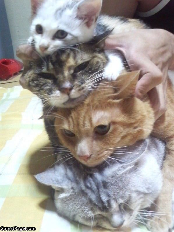 4 Cats