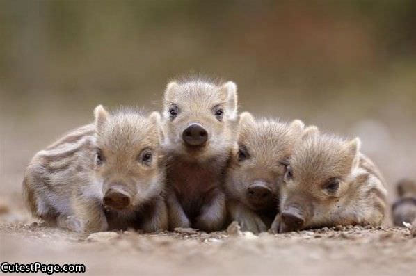 4 Cute Little Piggies