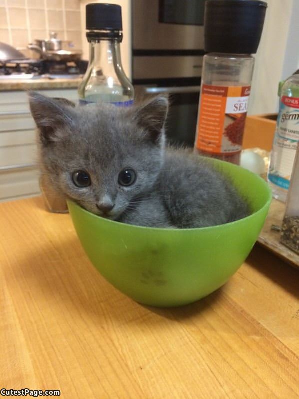 A Bowl Of Kitten