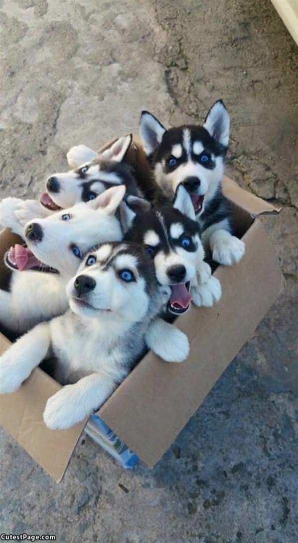 A Box Full Of Puppies