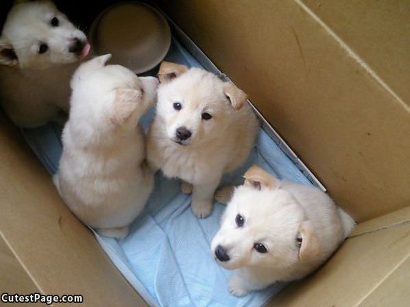 A Box Of Puppies