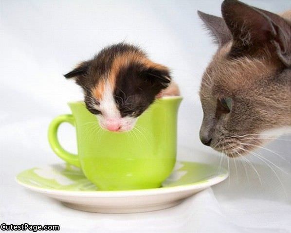 A Cup Of Cute Kitten