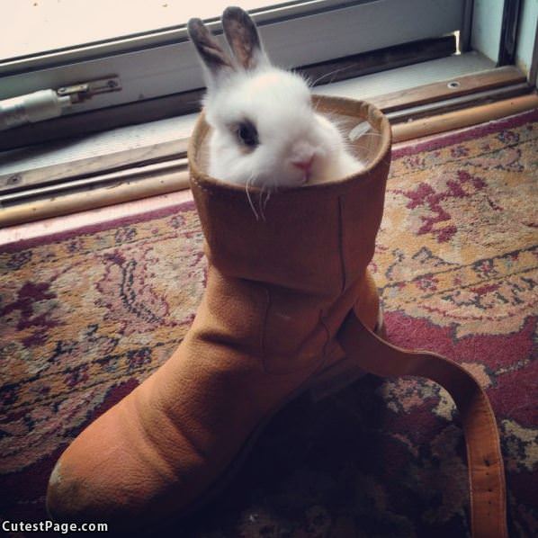 A Shoe Full Of Bunny