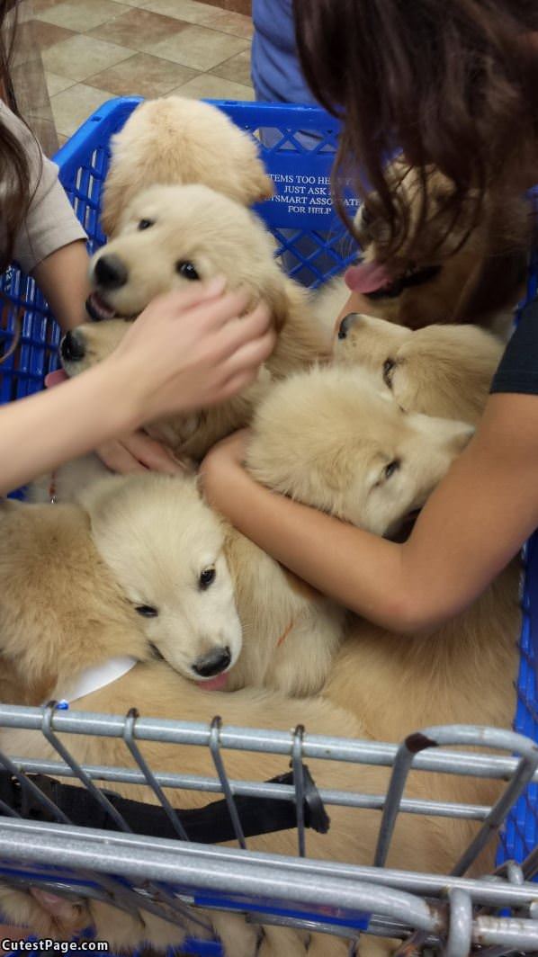 A Whole Pile Of Puppies