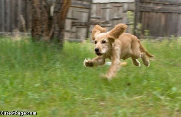 Adorable Running Puppy