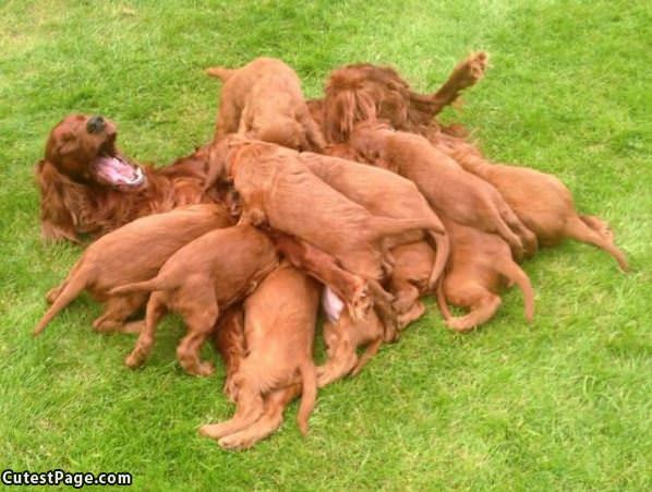 All These Puppies