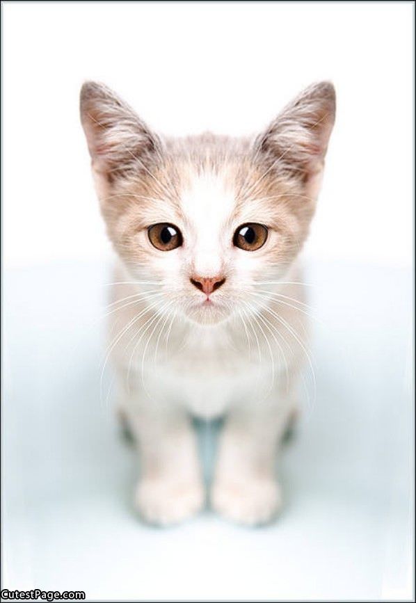 Another Cute Kitten