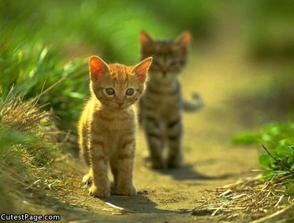 Baby Cute Kittens