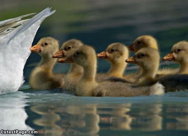 Baby Duckies