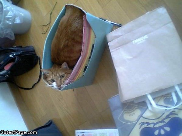 Bag O Cat