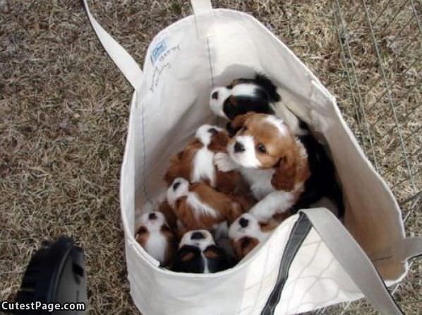 Bag Of Cute Puppies