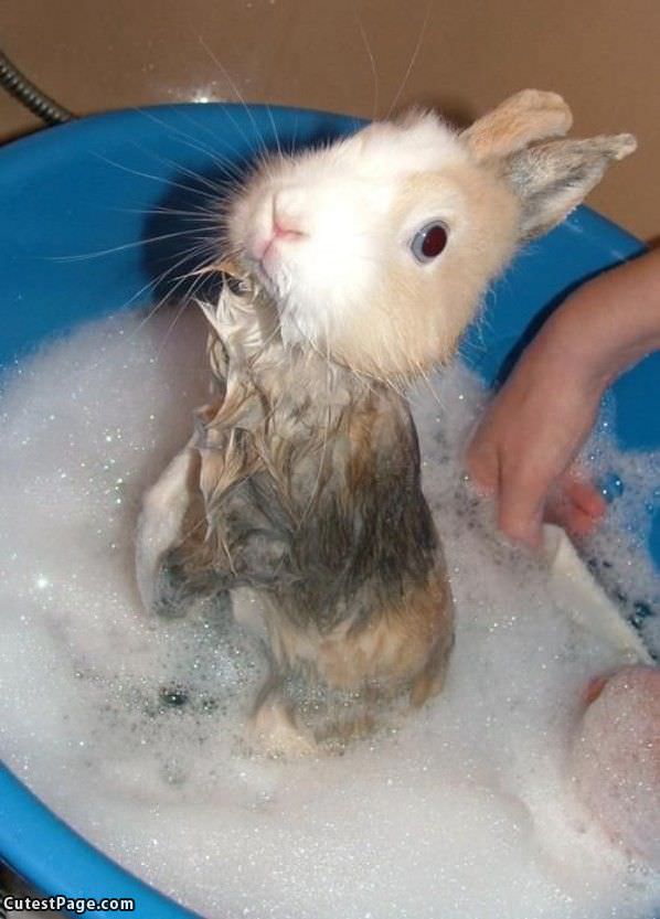 Bath Cute Bunny