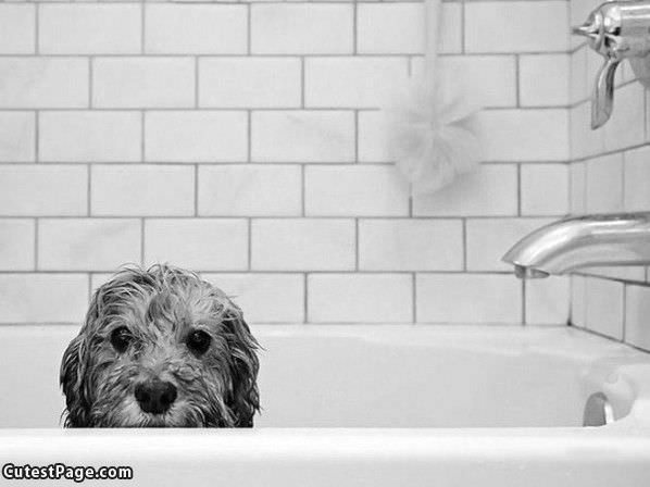 Bath Time Cute Dog