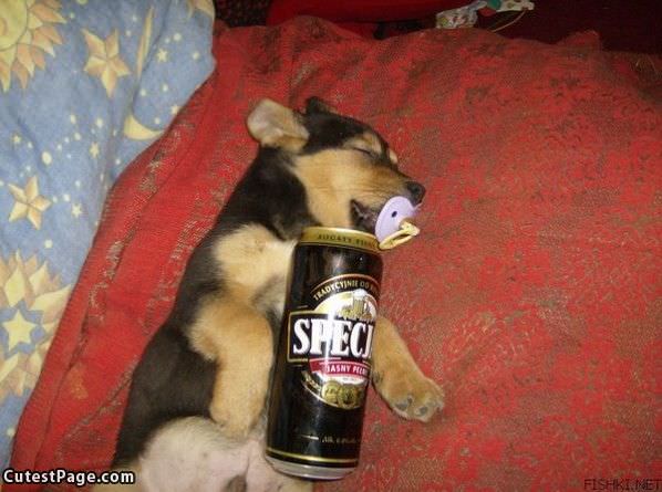 Beer Cute Dog