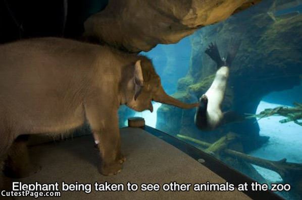 Being Taken To See Other Animals