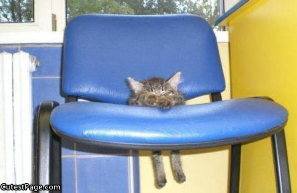 Big Chair Little Cat