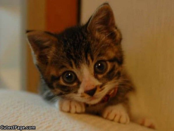 Big Cute Kitten Eyes