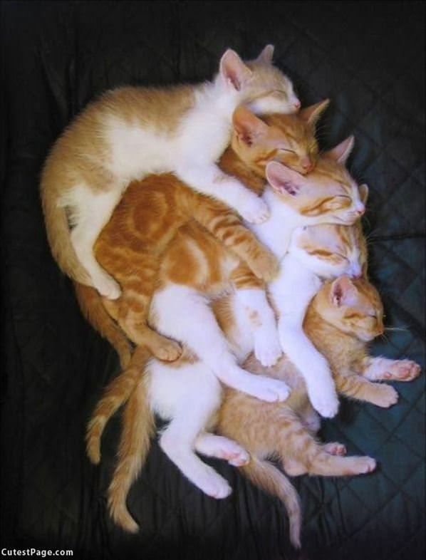 Big Stack Of Kittens