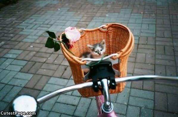 Bike Basket Of Kitten