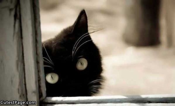 Black Cats Eyes