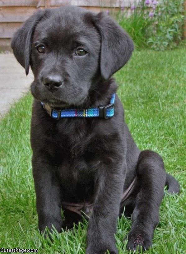 Black Cute Puppy