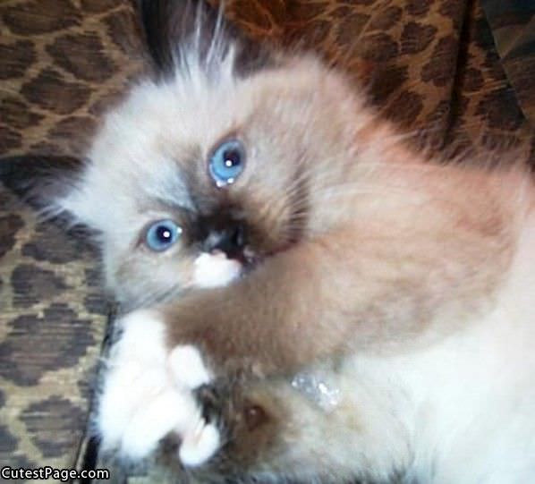 Blue Eyes Cat