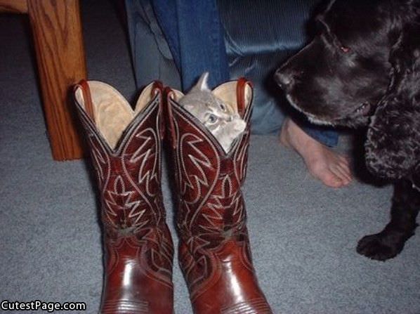 Boot Cute Kitten