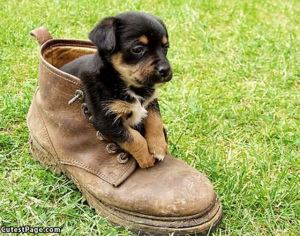 Boot Puppy