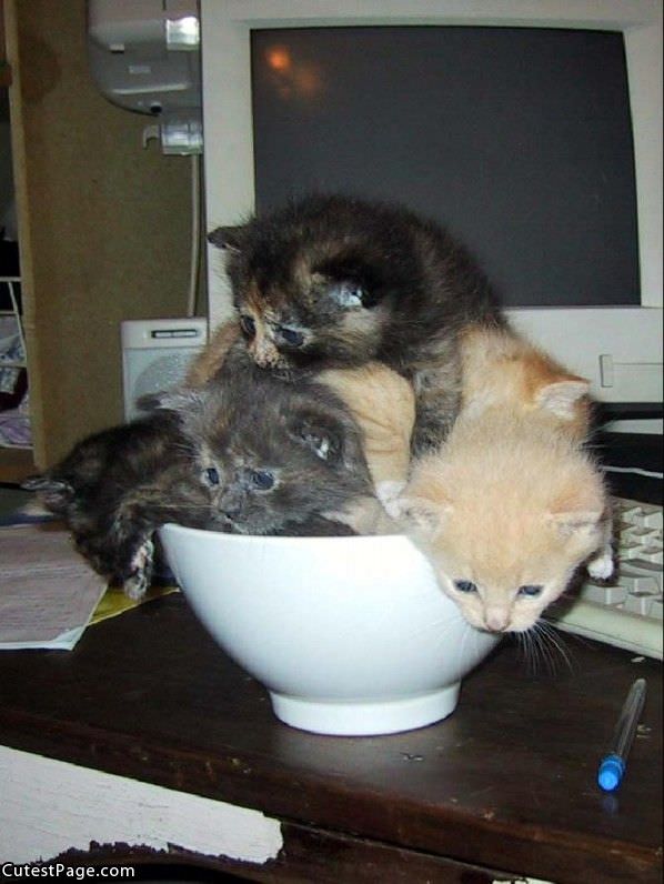 Bowl Of Cute Kittens
