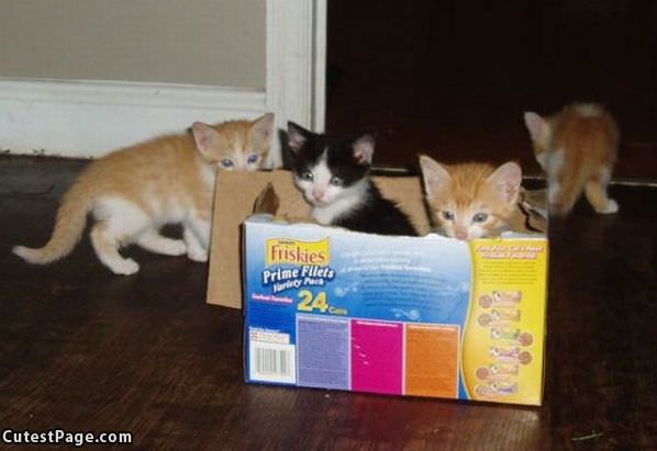 Boxes Of Kittens