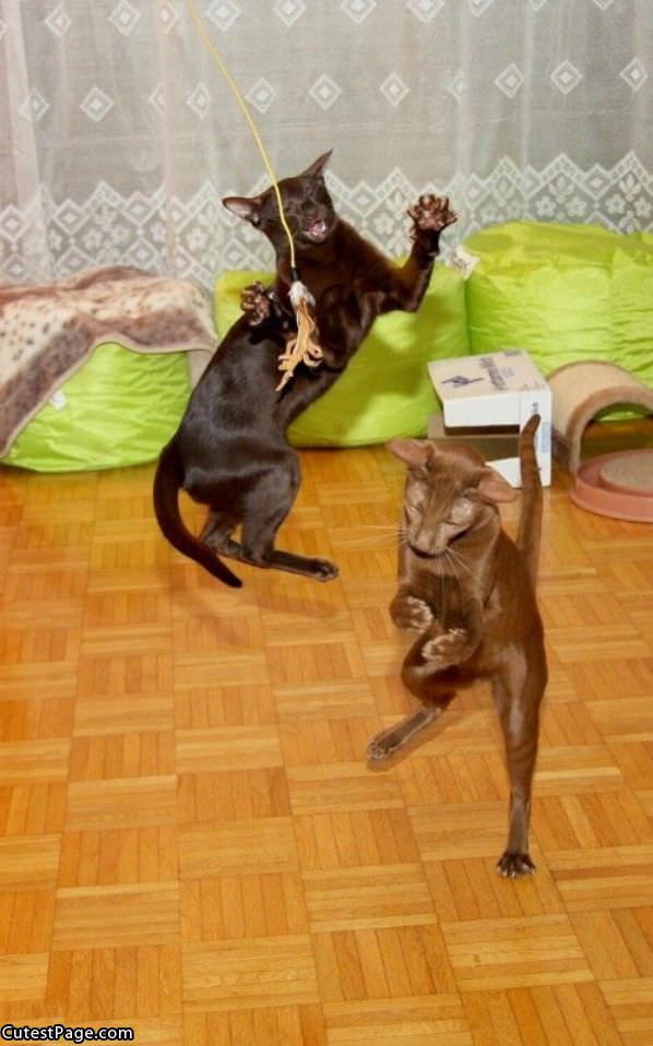 Brown Cats Playing
