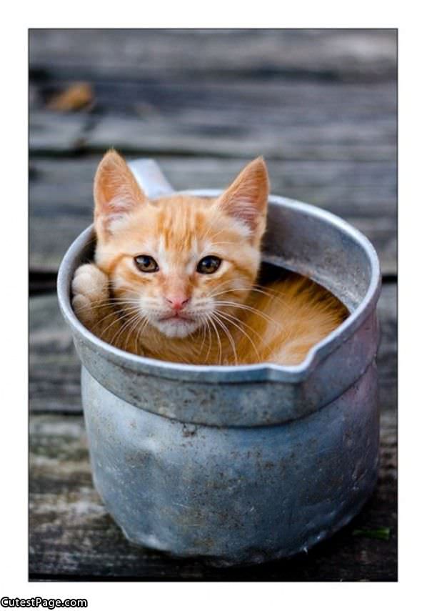 Bucket O Cat