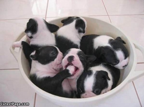Bucket Of Puppies