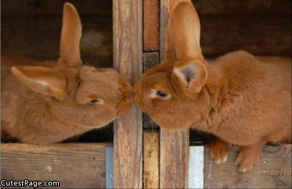 Bunnies Kiss