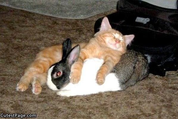 Bunny And Cat